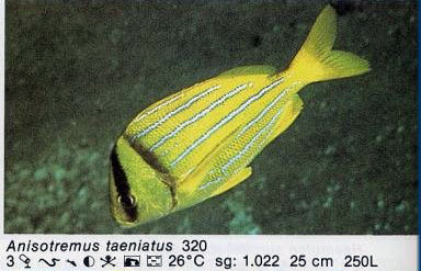 Anisotremus taeniatus